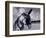 Donkey at Shorefront, Blackpool, England-Walter Bibikow-Framed Photographic Print