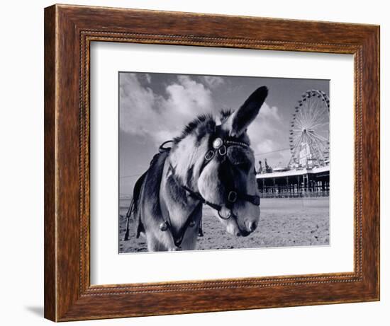 Donkey at Shorefront, Blackpool, England-Walter Bibikow-Framed Photographic Print