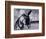 Donkey at Shorefront, Blackpool, England-Walter Bibikow-Framed Photographic Print