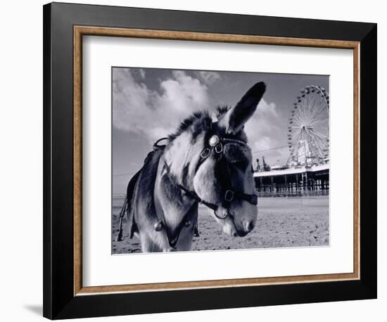 Donkey at Shorefront, Blackpool, England-Walter Bibikow-Framed Photographic Print