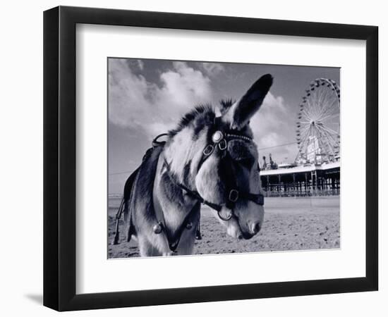 Donkey at Shorefront, Blackpool, England-Walter Bibikow-Framed Photographic Print