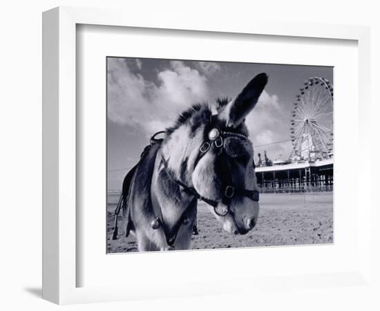 Donkey at Shorefront, Blackpool, England-Walter Bibikow-Framed Photographic Print