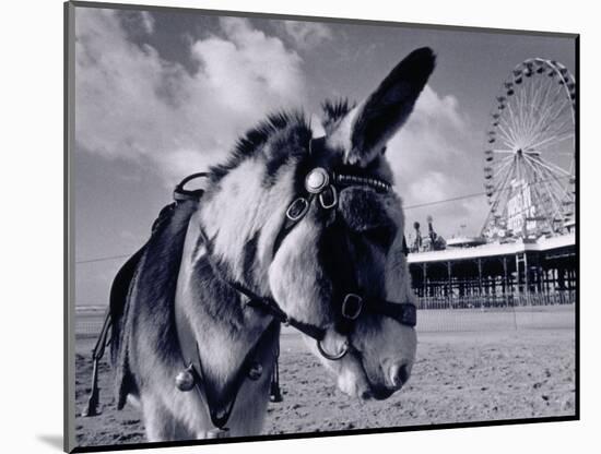 Donkey at Shorefront, Blackpool, England-Walter Bibikow-Mounted Photographic Print