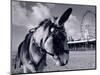 Donkey at Shorefront, Blackpool, England-Walter Bibikow-Mounted Photographic Print