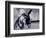 Donkey at Shorefront, Blackpool, England-Walter Bibikow-Framed Photographic Print