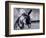 Donkey at Shorefront, Blackpool, England-Walter Bibikow-Framed Photographic Print