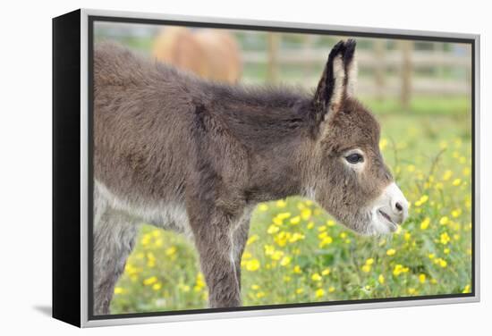 Donkey Baby 5 Days Old-null-Framed Premier Image Canvas