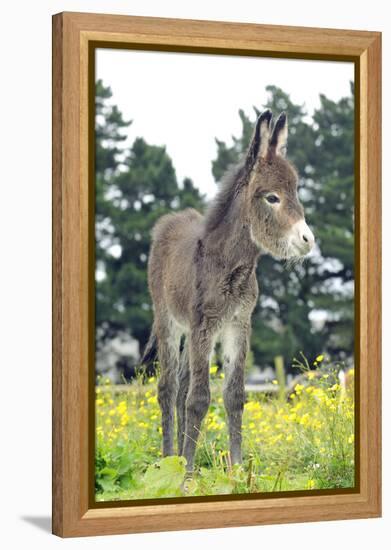 Donkey, Baby 5 Days Old-null-Framed Premier Image Canvas