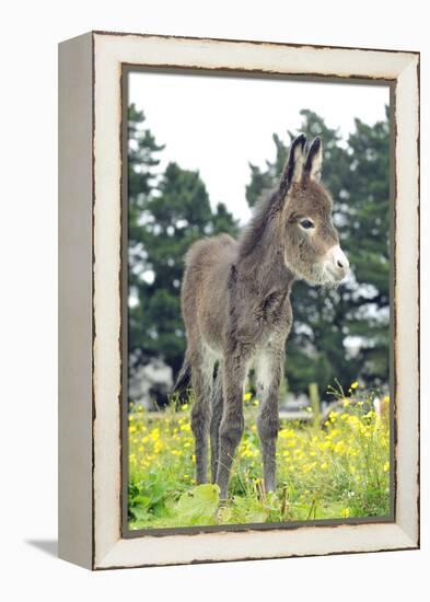 Donkey, Baby 5 Days Old-null-Framed Premier Image Canvas