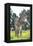 Donkey, Baby 5 Days Old-null-Framed Premier Image Canvas