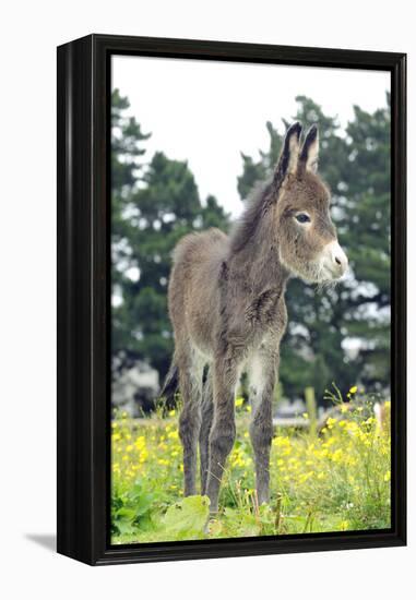 Donkey, Baby 5 Days Old-null-Framed Premier Image Canvas