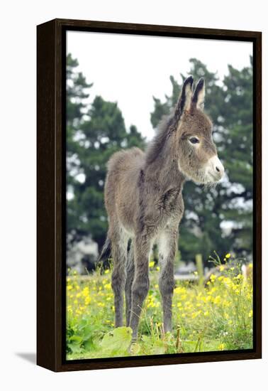 Donkey, Baby 5 Days Old-null-Framed Premier Image Canvas