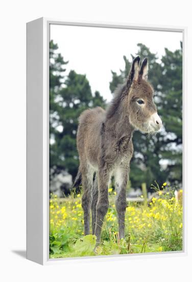 Donkey, Baby 5 Days Old-null-Framed Premier Image Canvas