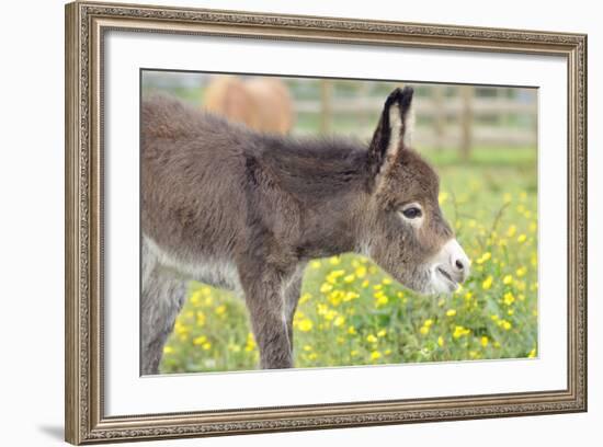 Donkey Baby 5 Days Old-null-Framed Photographic Print