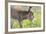 Donkey Baby 5 Days Old-null-Framed Photographic Print