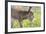 Donkey Baby 5 Days Old-null-Framed Photographic Print