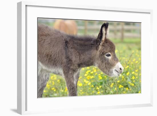 Donkey Baby 5 Days Old-null-Framed Photographic Print