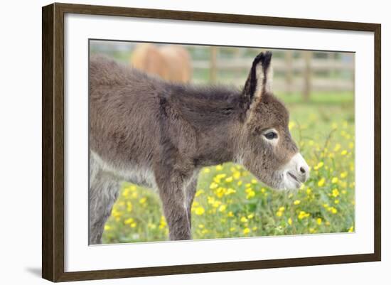 Donkey Baby 5 Days Old-null-Framed Photographic Print