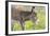 Donkey Baby 5 Days Old-null-Framed Photographic Print