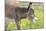 Donkey Baby 5 Days Old-null-Mounted Photographic Print