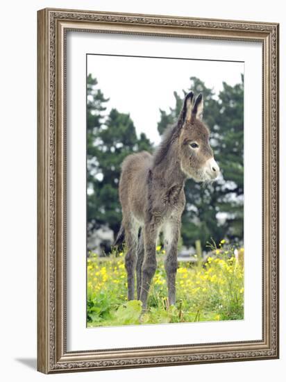 Donkey, Baby 5 Days Old-null-Framed Photographic Print