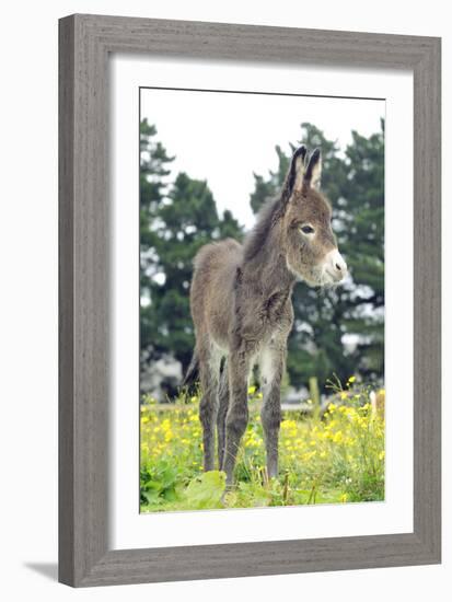 Donkey, Baby 5 Days Old-null-Framed Photographic Print