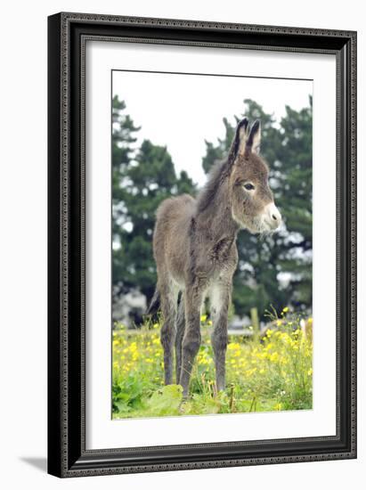 Donkey, Baby 5 Days Old-null-Framed Photographic Print