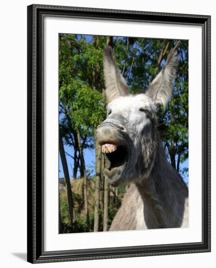 Donkey Braying-null-Framed Photographic Print