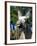 Donkey Braying-null-Framed Photographic Print