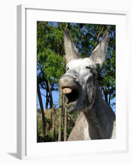 Donkey Braying-null-Framed Photographic Print