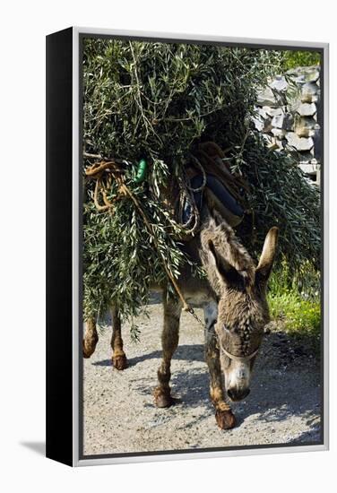 Donkey Carrying Olive Branches-Bob Gibbons-Framed Premier Image Canvas