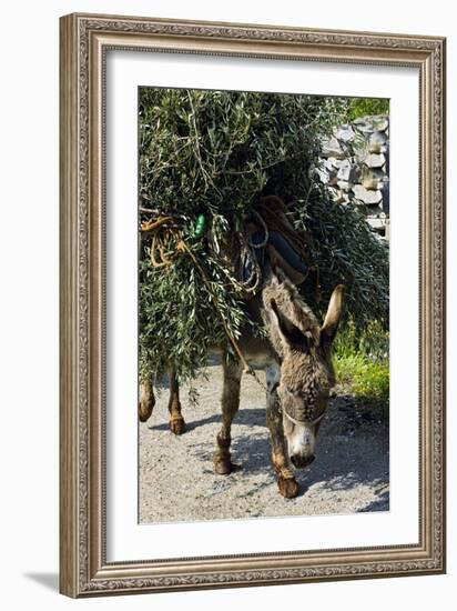 Donkey Carrying Olive Branches-Bob Gibbons-Framed Photographic Print