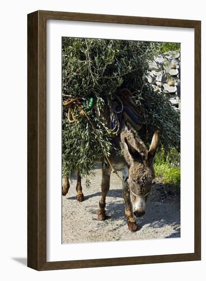 Donkey Carrying Olive Branches-Bob Gibbons-Framed Photographic Print