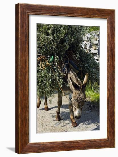 Donkey Carrying Olive Branches-Bob Gibbons-Framed Photographic Print