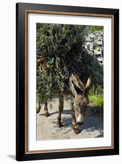 Donkey Carrying Olive Branches-Bob Gibbons-Framed Photographic Print
