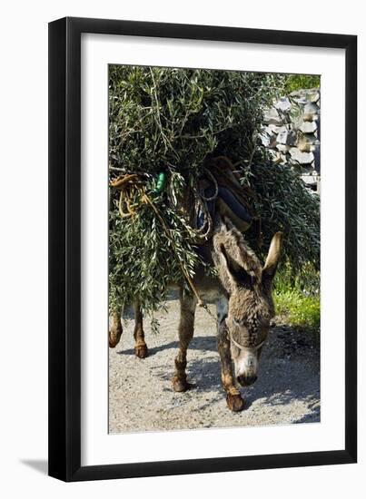 Donkey Carrying Olive Branches-Bob Gibbons-Framed Photographic Print