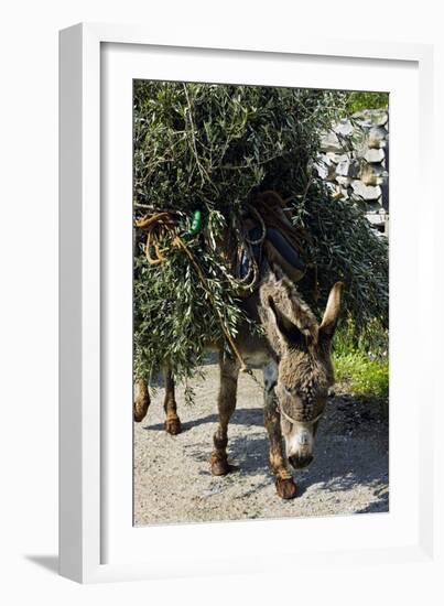 Donkey Carrying Olive Branches-Bob Gibbons-Framed Photographic Print