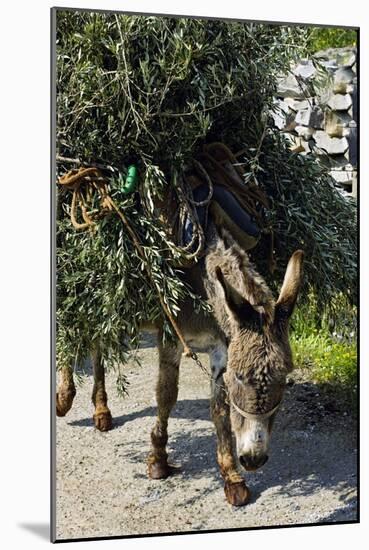 Donkey Carrying Olive Branches-Bob Gibbons-Mounted Photographic Print