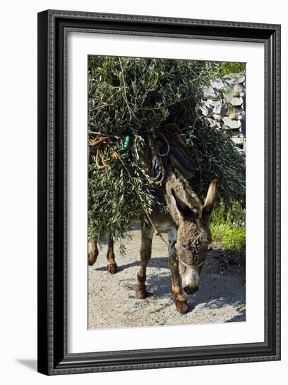 Donkey Carrying Olive Branches-Bob Gibbons-Framed Photographic Print