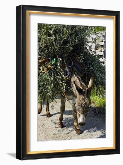 Donkey Carrying Olive Branches-Bob Gibbons-Framed Photographic Print