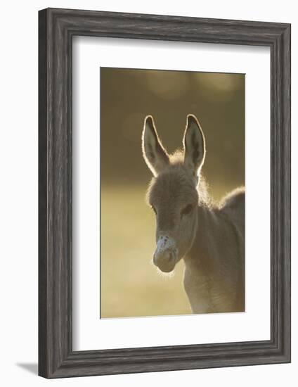 Donkey, Equus Asinus Asinus, Foal, Portrait, Meadow, Is Lying Laterally-David & Micha Sheldon-Framed Photographic Print