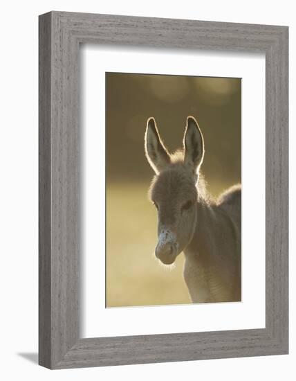 Donkey, Equus Asinus Asinus, Foal, Portrait, Meadow, Is Lying Laterally-David & Micha Sheldon-Framed Photographic Print