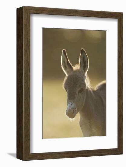 Donkey, Equus Asinus Asinus, Foal, Portrait, Meadow, Is Lying Laterally-David & Micha Sheldon-Framed Photographic Print