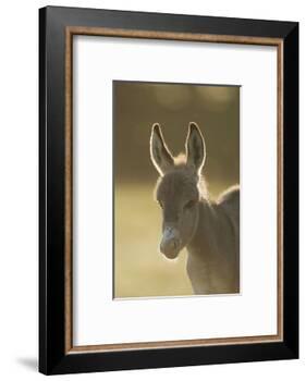 Donkey, Equus Asinus Asinus, Foal, Portrait, Meadow, Is Lying Laterally-David & Micha Sheldon-Framed Photographic Print