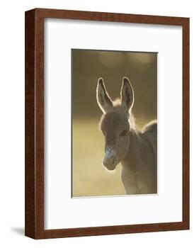 Donkey, Equus Asinus Asinus, Foal, Portrait, Meadow, Is Lying Laterally-David & Micha Sheldon-Framed Photographic Print