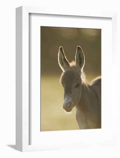 Donkey, Equus Asinus Asinus, Foal, Portrait, Meadow, Is Lying Laterally-David & Micha Sheldon-Framed Photographic Print