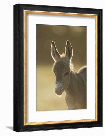 Donkey, Equus Asinus Asinus, Foal, Portrait, Meadow, Is Lying Laterally-David & Micha Sheldon-Framed Photographic Print