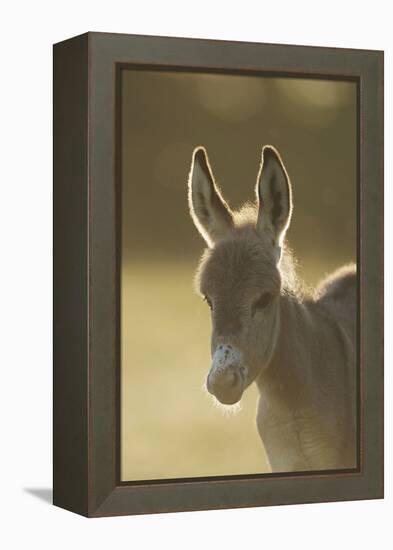 Donkey, Equus Asinus Asinus, Foal, Portrait, Meadow, Is Lying Laterally-David & Micha Sheldon-Framed Premier Image Canvas