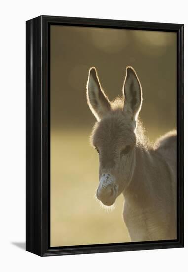 Donkey, Equus Asinus Asinus, Foal, Portrait, Meadow, Is Lying Laterally-David & Micha Sheldon-Framed Premier Image Canvas