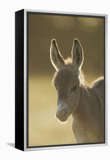 Donkey, Equus Asinus Asinus, Foal, Portrait, Meadow, Is Lying Laterally-David & Micha Sheldon-Framed Premier Image Canvas